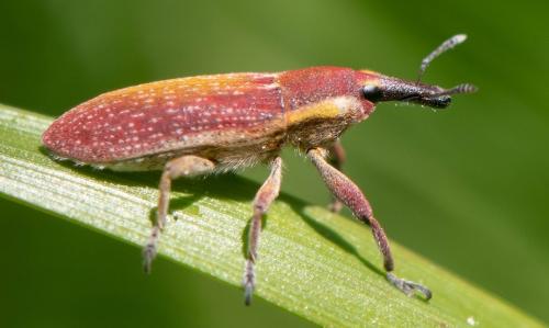 Réf. 321 433 : Lixus sp.